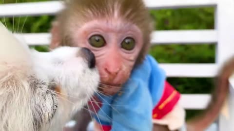 Monkey baby bon bon in toilet and playing with duckling in the swimming pool