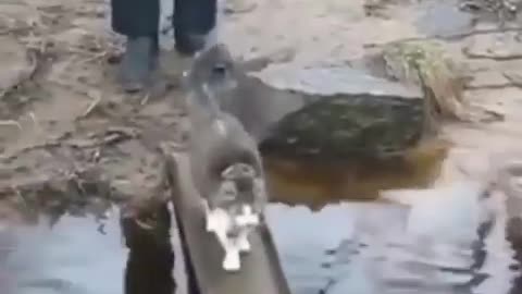 When cats don't like water