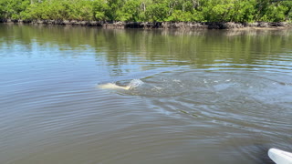 Everglades Tarpon Fishing Fall 2021 Vol.3