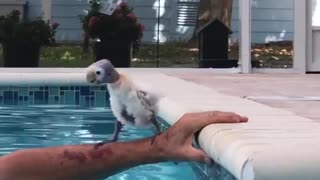 Timid Bird Tries Some Pool Time