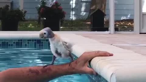 Timid Bird Tries Some Pool Time