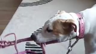 Puppie sisters playing tug of war