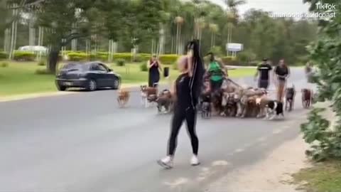 man carries 55 dogs down the street on several collars. unbelievable