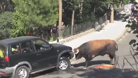 Bull vs Car