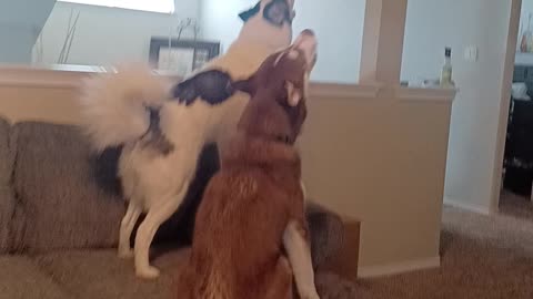 Vocal Husky brothers trying to outdo each other
