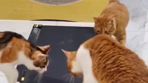 So Funny 😂😂😂| Funniest group | Funny Cats video | Cute Cats Videos