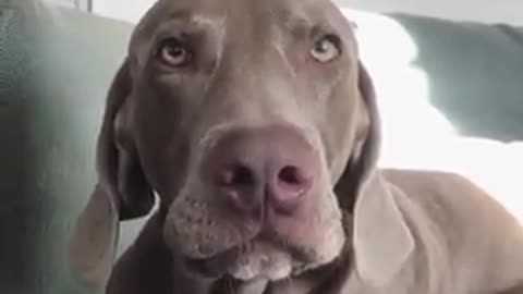 Oh, my God. This dog speaks perfect English!