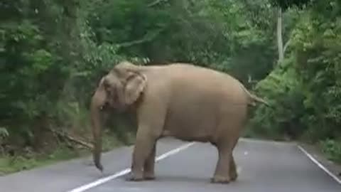 Elephant attack in Khao Yai National Park [SiGator]