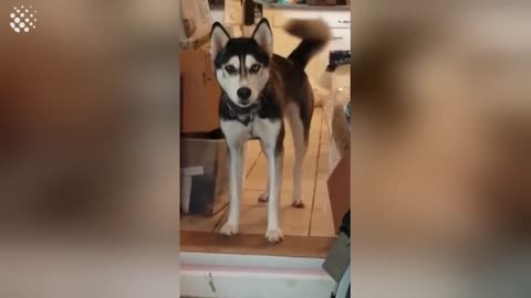 TALKING HUSKIES COMPILATION | Huskies are Awesome