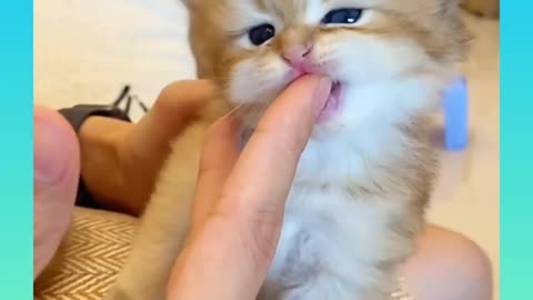 Baby Cats - Cute and Funny Cat Videos Compilation #34 | Aww Animals