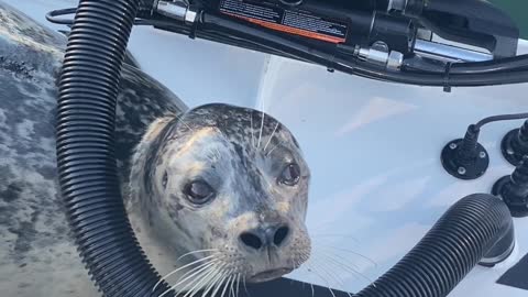 Seal Climbs Aboard Boat Begging for Fish Scraps