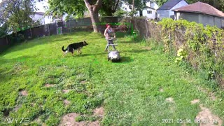 German Shepherd Helps Mow the Lawn