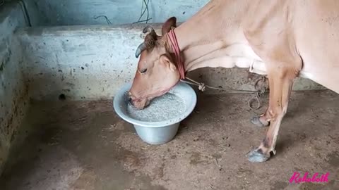 how to increase the milk production of your cows in your farm.