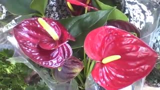 Linda planta antúrio na floricultura, as flores são vermelhas e amarelas [Nature & Animals]