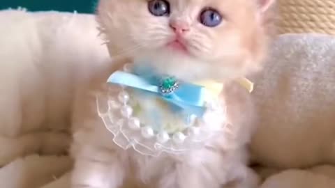 Cute baby kitten 😸