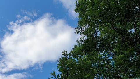 The sound of the wind and the shaking leaves