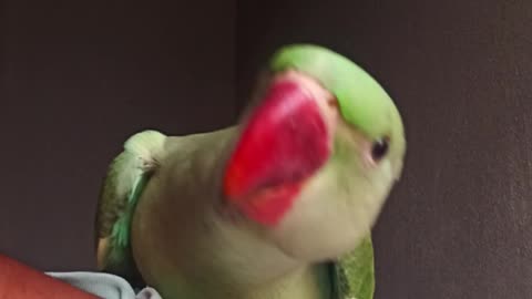 Parrot talking training at home, pet training, talking parrot