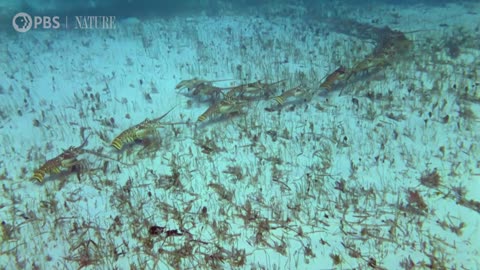 Why Are These Lobsters Doing The Conga?