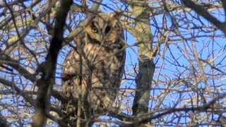 Great horned owl in lakeshore On. March 8 2021