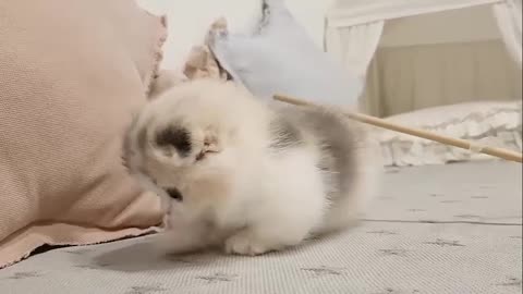 Super CUTE and FUNNY Munchkin Cats! 😂Funny Cats Videos 2023