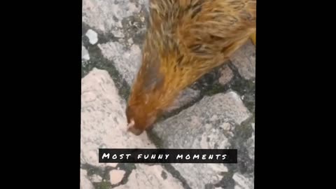 Most funny moments by animal 🤣🤣