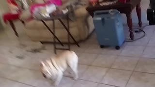 French Bulldog Meets a Mirror and Gets Mad