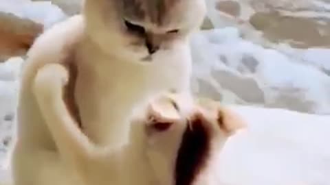 funny two cat fight