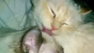 Sweet grooming cat... 🧼🧽