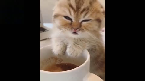Cute baby cats - keep you smiling