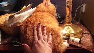 Cat Powered Touch Lamp