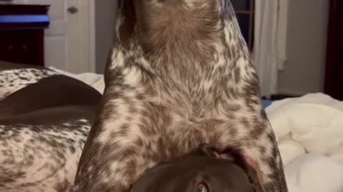 German Shorthaired Pointer is hiding under his brother...
