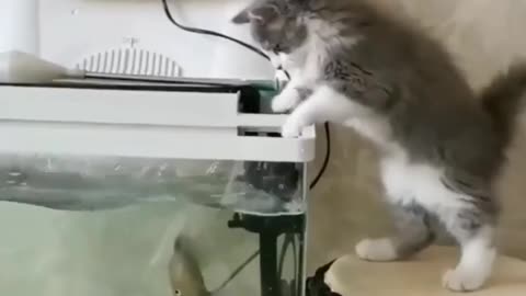 Cat on fishing
