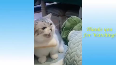 Watch These Cute Pets And Funny Animals ( Really Funny )