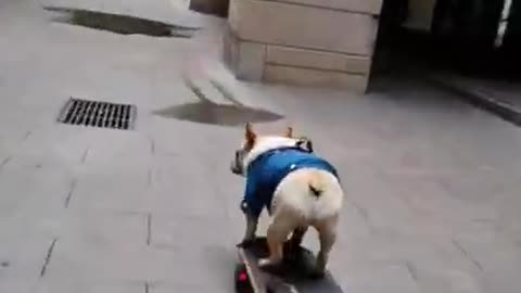 Cute dog likes to skateboard!