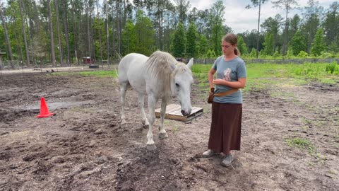 How I Start Clicker Training a Mustang!