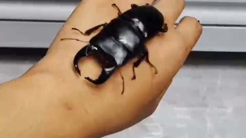 Is this Mr. Dung Beetle. The pliers are so big