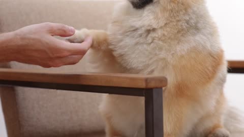 A Dog Sitting on a Chair