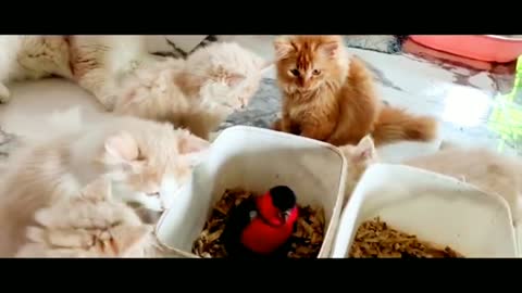 The parrot's friendship with the kittens