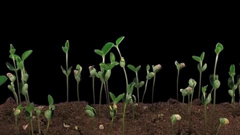 Incredible Time-Lapse Video for Seeds Germination.