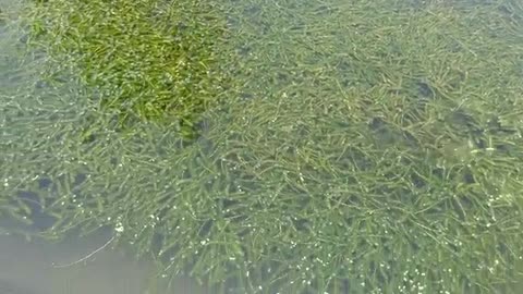 There are a lot of fish under the grass!