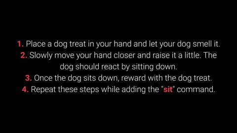_dog2_ Basic Dog Training – TOP 10 Essential Commands Every Dog Should Know!