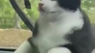 The Funny Cat Was In Danger While Driving