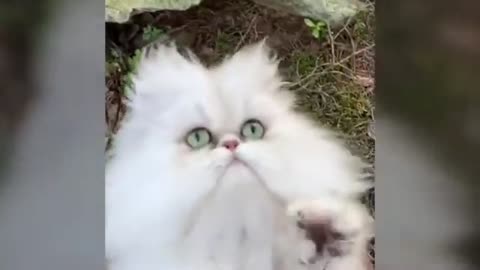 Cat comedy video