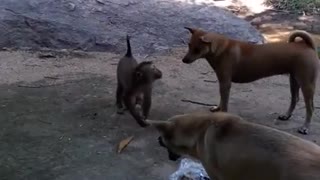 When dogs and monkeys rob each other's food