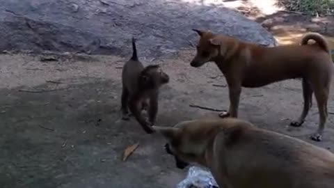 When dogs and monkeys rob each other's food