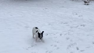 Playful Puppy Thrilled For His First Very First Snow Experience