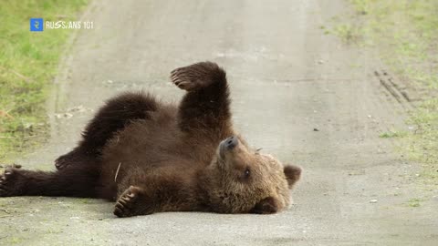 Do pet brown bears live with Russians?