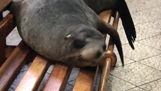 Sea pups in Galapagos nap on park benches