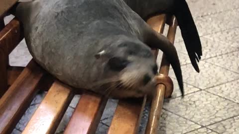 Sea pups in Galapagos nap on park benches