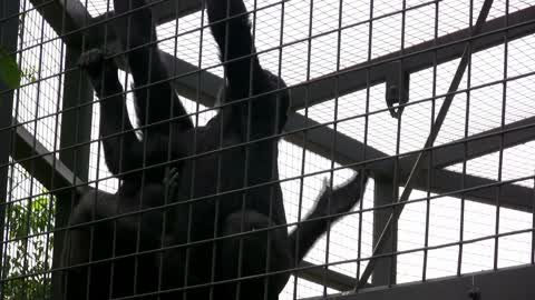 Two young gorillas playing on fence